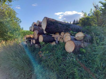 Golosek ob trim stezi, foto JK (6)